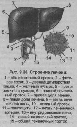 Пищеварительная система лошади анатомия