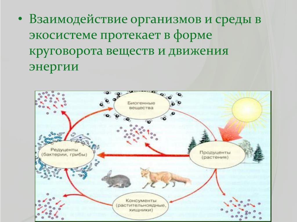 Как осуществляется круговорот веществ. Схема взаимодействия живых организмов. Взаимодейсвтие в экосистема. Схема круговорота веществ. Взаимодействие организмов с окружающей средой.