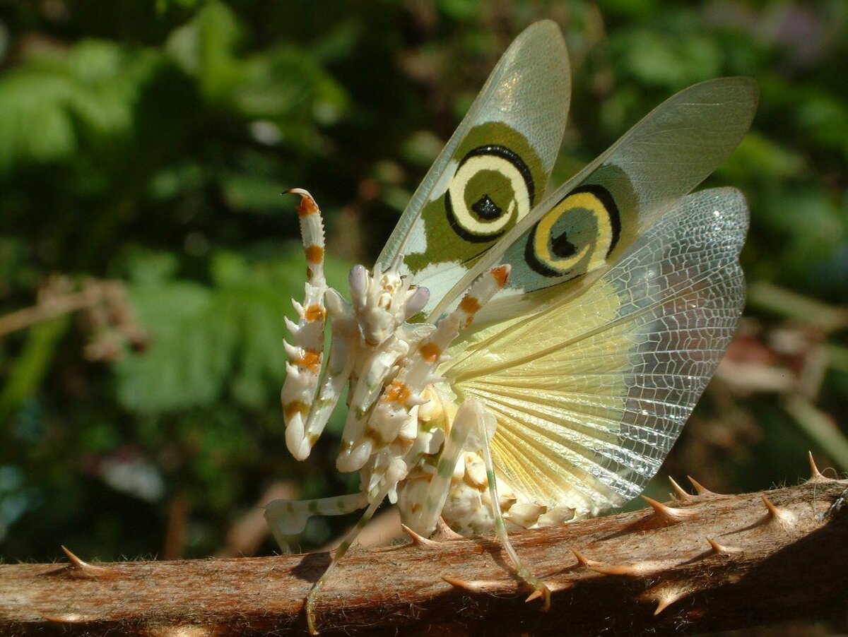 Богомол Мантис(бабочка)