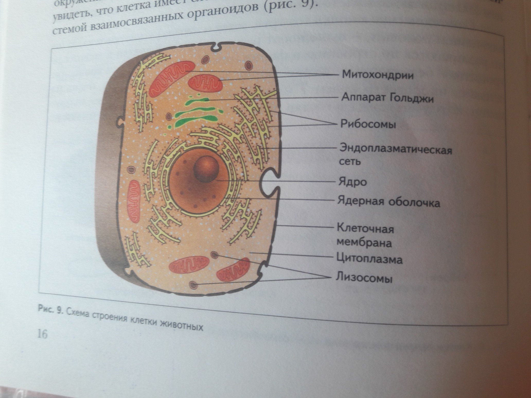 органоиды раст и животной клетки фото 75