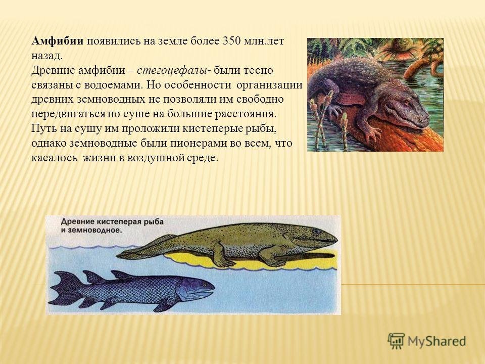 Древние земноводные произошедшие от древних рыб. Древние амфибии. Древние амфибии стегоцефалы. Появление первых земноводных. Появление амфибий.