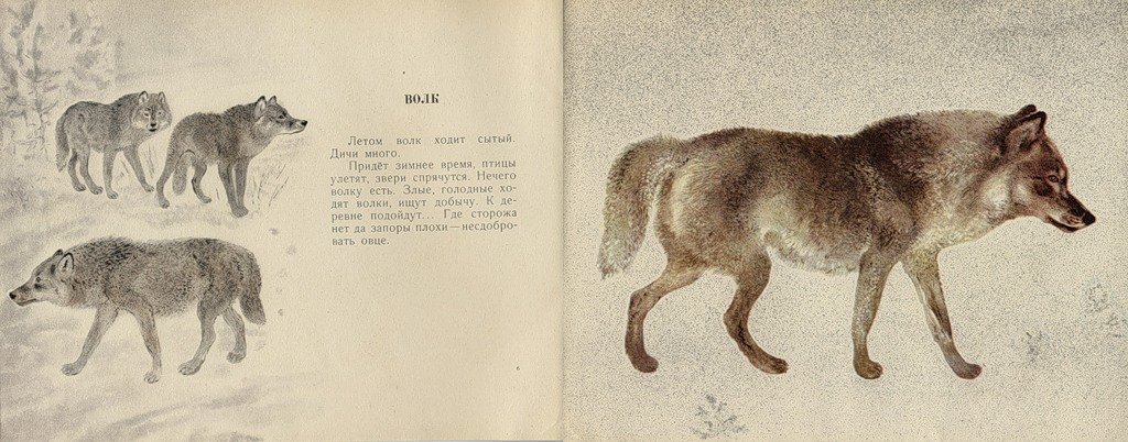 Волки читать краткое. Чарушин волк. Иллюстрации Чарушина волк.