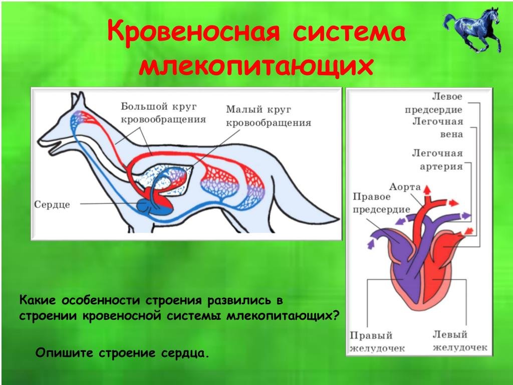 Какая кровь поступает в легкие млекопитающих. Кровеносная система млекопитающих схема биология 7 класс. Кровеносная система млекопитающих 7 класс биология таблица. Схема строения дыхательной системы млекопитающих кролик. Кровеносная система млекопитающих биология 8 класс.