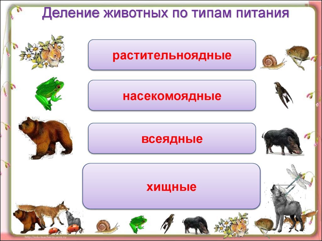 Вид животных 3 класс окружающий. Растительноядные животные. Деление животных по типу питания. Типы животных по питанию. Группы животных растительноядные.