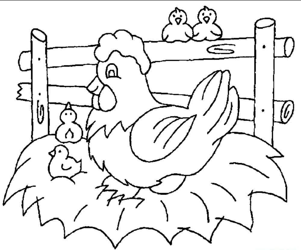 Раскраска курица с цыплятами