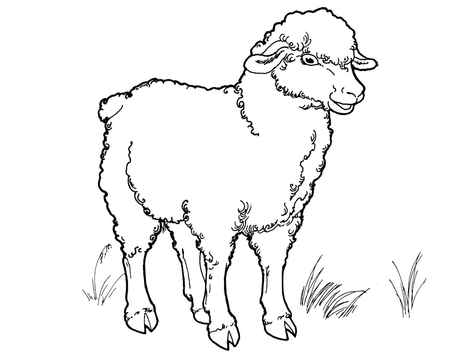 Овца раскраска