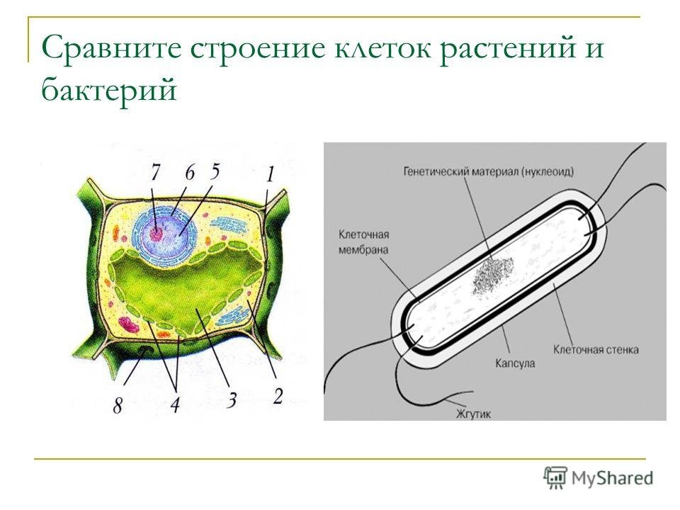 На каком рисунке изображена клетка бактерий
