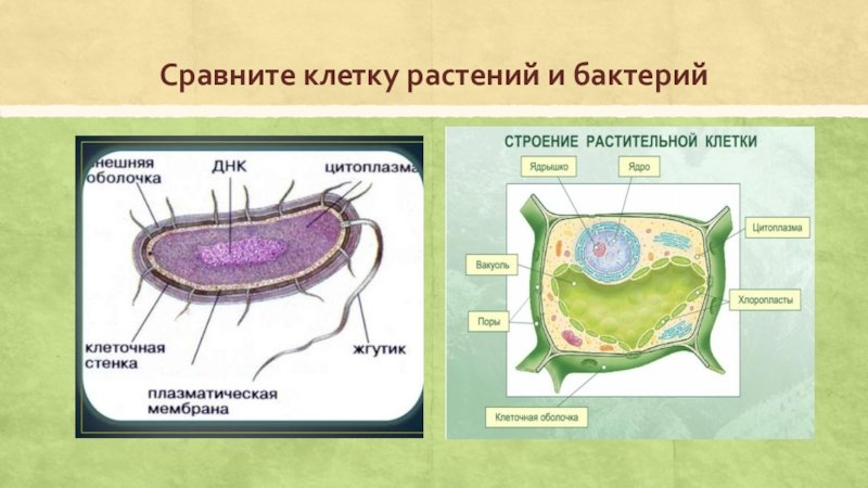 Чем отличается бактериальная клетка от. Сравнить строение клетки растений и клетки бактерий. Сходство клетки бактерии и клетки растений. Сравнить клетку растений и бактерий. Сравнение растительной и бактериальной клетки.