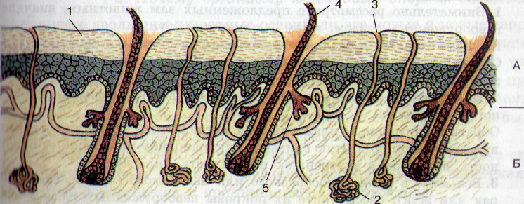 Рептилии имеют потовые железы. Покровы тела хордовых животных рисунок 145. Рис 145 покровы тела хордовых животных. Рис 145 покровы тела млекопитающих. Кожные покровы хордовых.