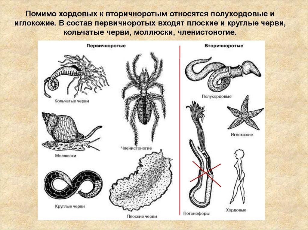 От каких животных произошли кольчатые черви моллюски. Плоские черви Первичноротые. Типы хордовых животных. Хордовые Полухордовые иглокожие. Скелет хордовых животных.