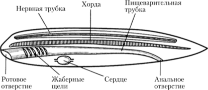 Покровы тела хордовых животных рисунок 145 (48 фото)