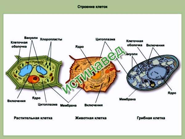 Грибная клетка отличия от растительной. Клетка растительная и животная и грибная клетки. Растительная животная грибная и бактериальная клетки. Растительная клетка животная клетка грибная клетка. Клетки бактерий растений и животных.