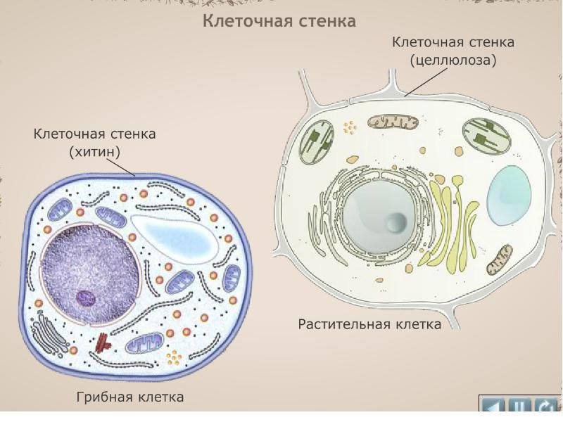 Клетка гриба фото