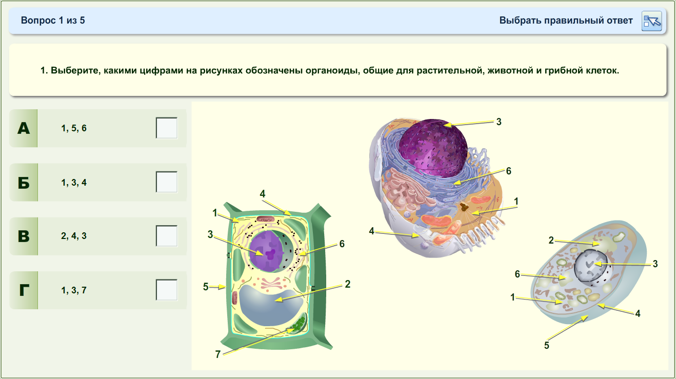 Органоиды клетки гриба 5 класс. Строение клетки растения животного и гриба. Строение клетки растения животного гриба и бактерии. Строение клеток грибов растений и животных. Клетки растительные животные бактериальные грибные
