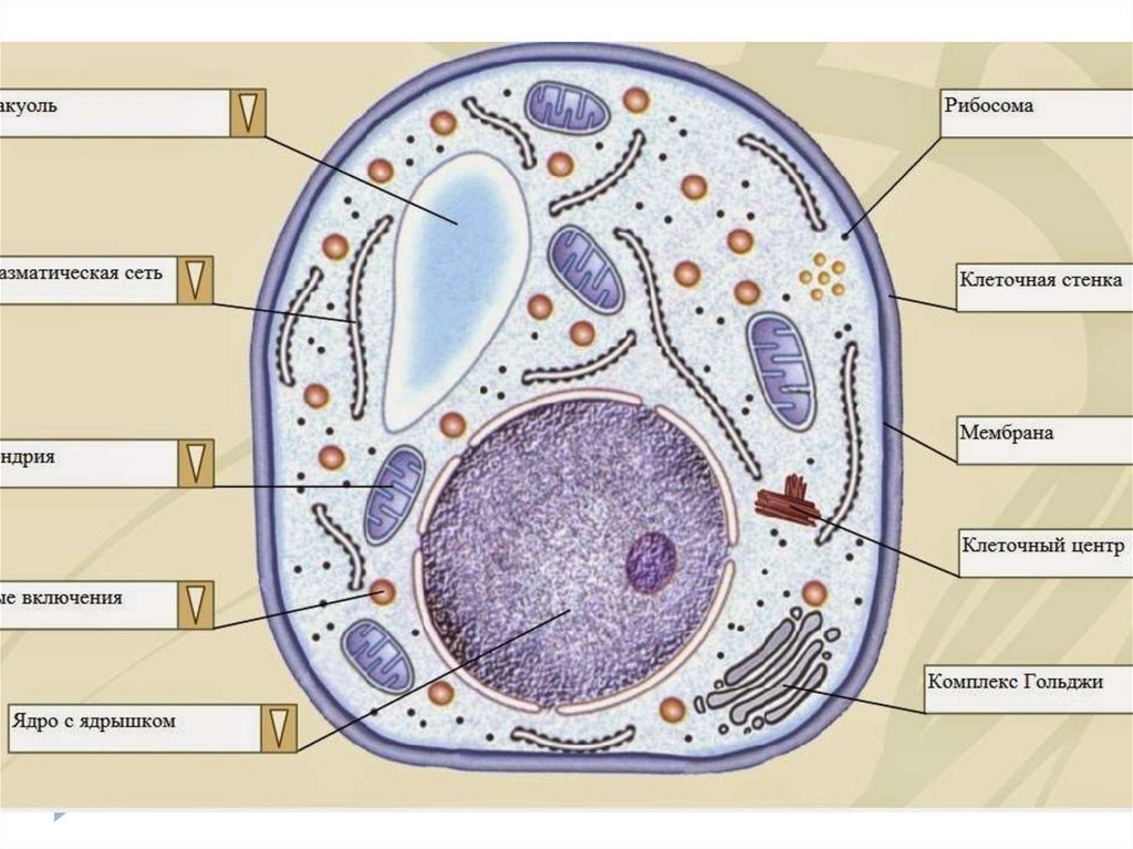 Клетка самое главное. Схема строения клетки гриба рисунок. Строение клетки гриба без подписей. Строение клетки грибов ЕГЭ. Строение эукариотической клетки грибов.
