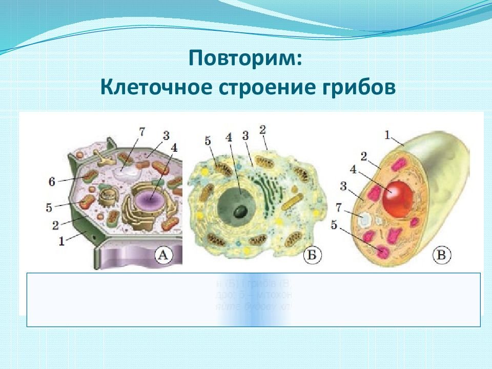 В клетках грибов есть ядро. Строение клетки грибов. Строение клетки гриба. Строение грибной клетки. Строение грибной клетки ЕГЭ.