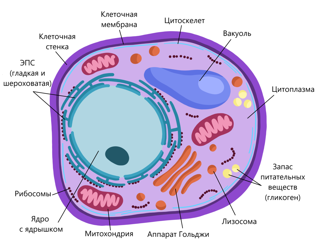 Клетки гриба не имеют ядра. Строение эукариотической клетки грибов. Строение эукариотической клетки гриба. Строение эукариотической клетки грибной. Строение клеток эукариот грибов.