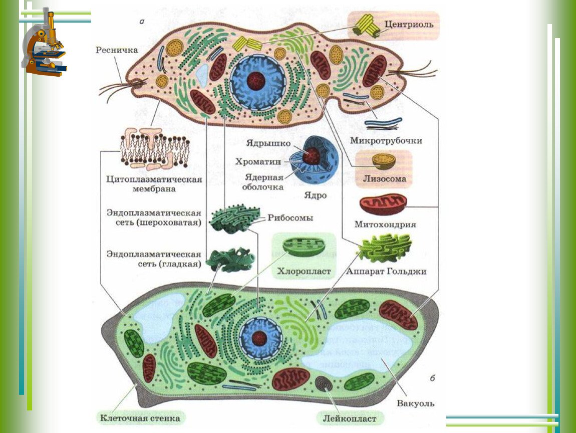 Животная растительная грибная бактериальная клетки. Строение эукариотической клетки животной растительной грибной. Строение клеток эукариот растений животных грибов. Строение эукариотической клетки растения животные грибы. Схема животной растительной и грибной клетки.