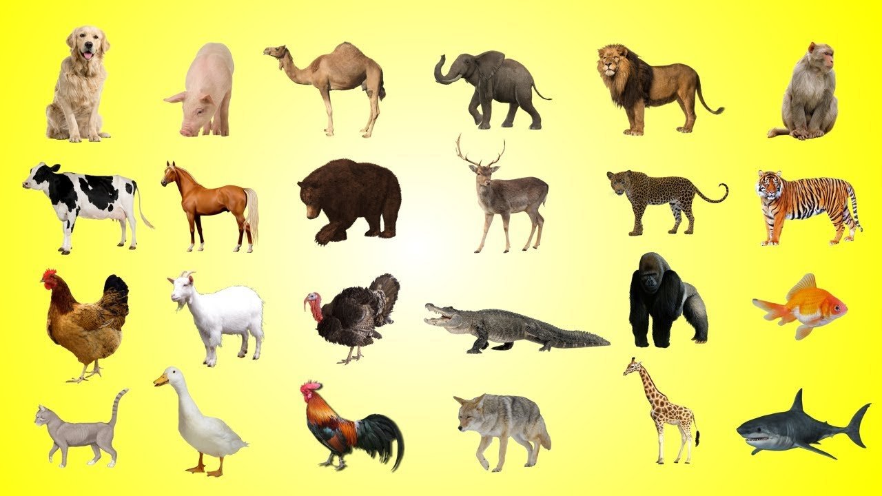 Дикие какое число. Картинки с изображением животных. Домашних и диких животных. Несколько животных на одной картинке. Разные животные для детей.