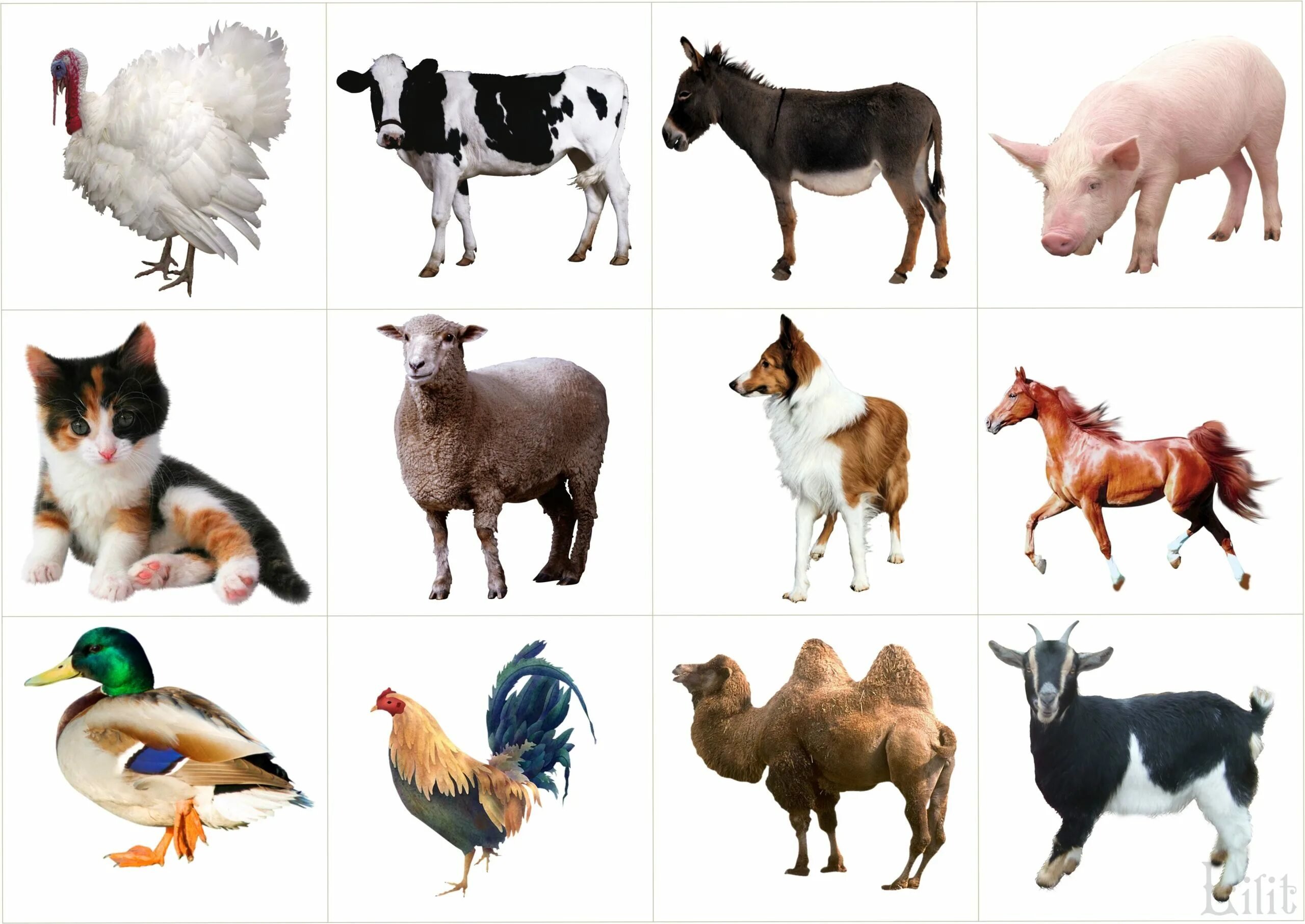 картинки животных для детей 6 лет