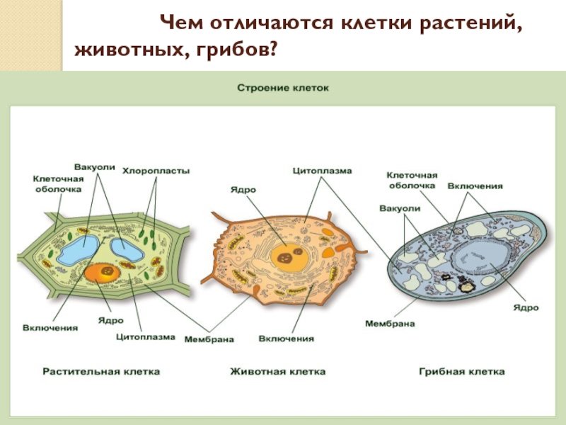 Сравнение клетки грибов растений животных. Строение клетки грибов. Строение грибной клетки. Животная клетка под микроскопом рисунок. Особенности клеточного строения грибов.