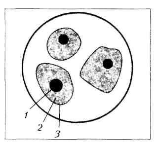 Части животной клетки