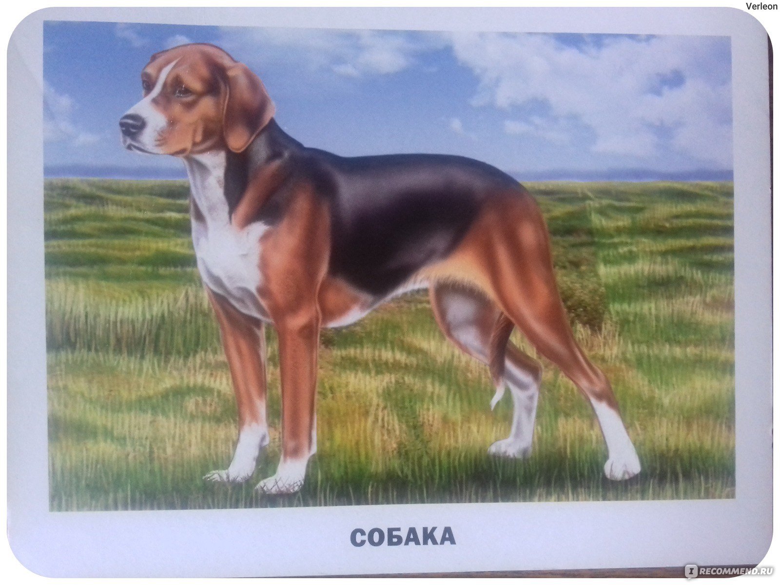 Карточка с изображением собака