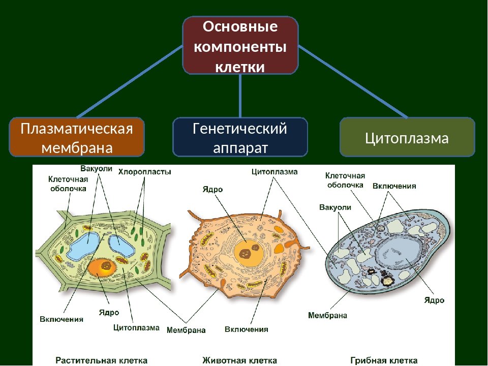 Три группы клеток. Структурные компоненты клетки схема. Клетка основные структуры клетки. Основные структурные компоненты клетки. Основные части клетки схема.