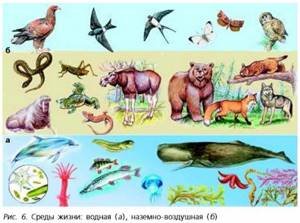 Животные разных сред жизни