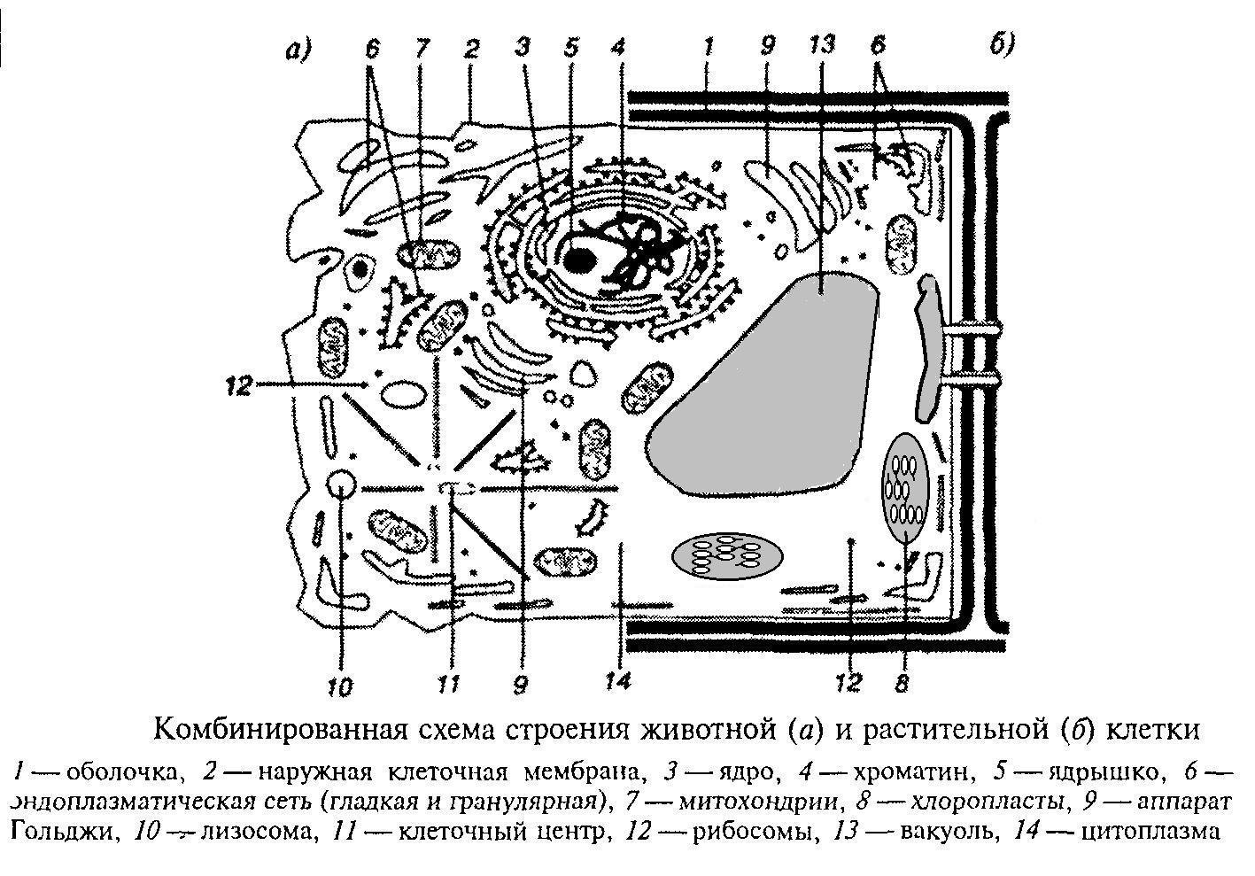 Схема строения эукариотической растительной клетки
