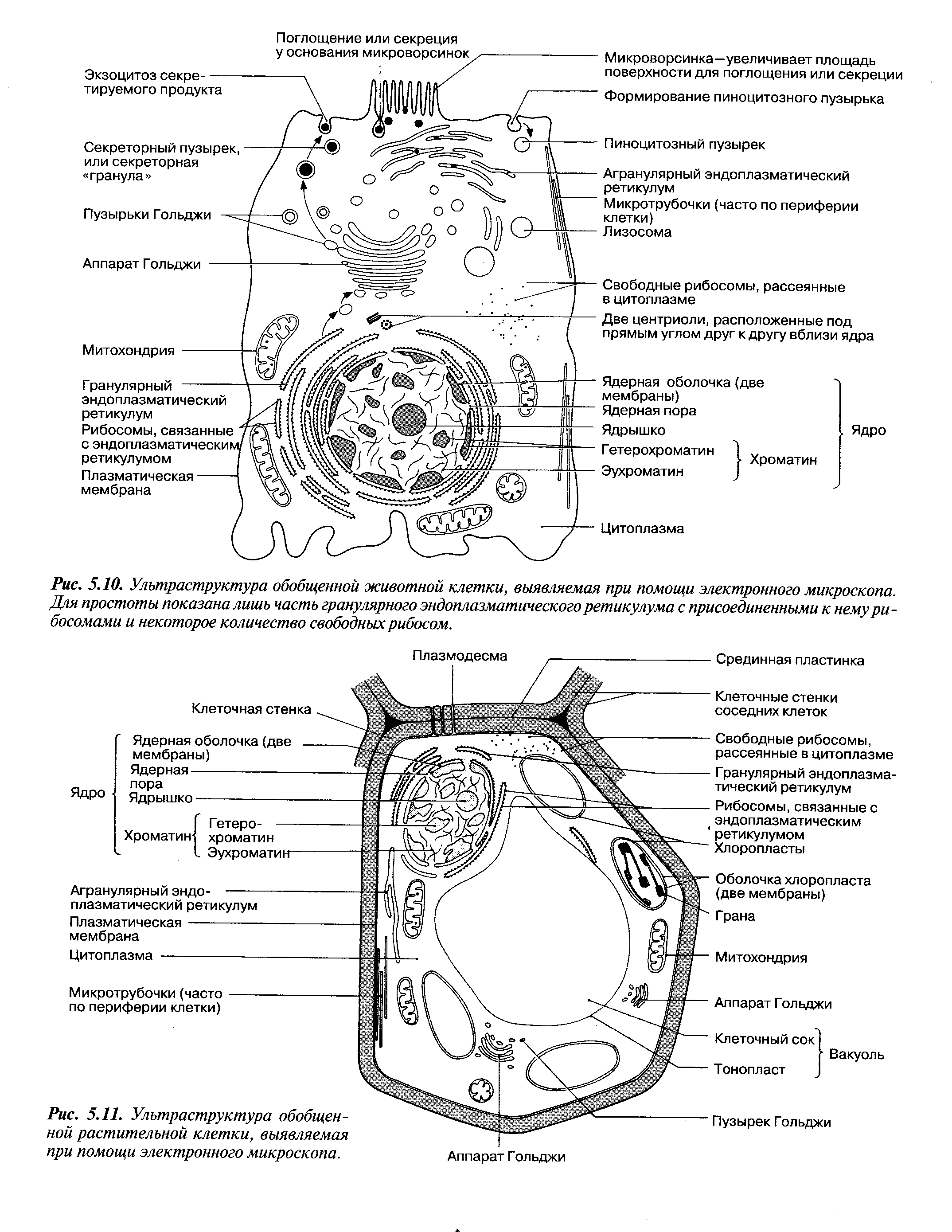 Схема строения растительной клетки электронная микроскопия