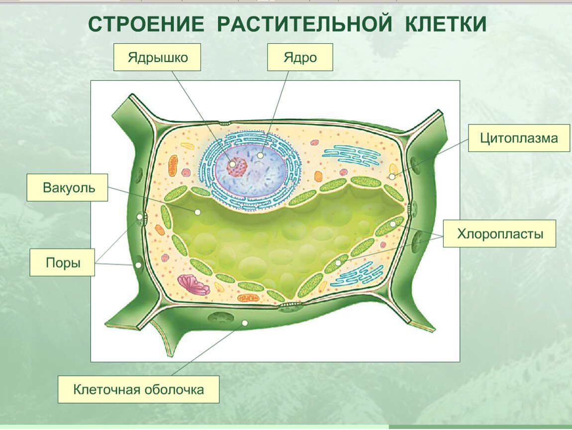 Растительная клетка с обозначениями