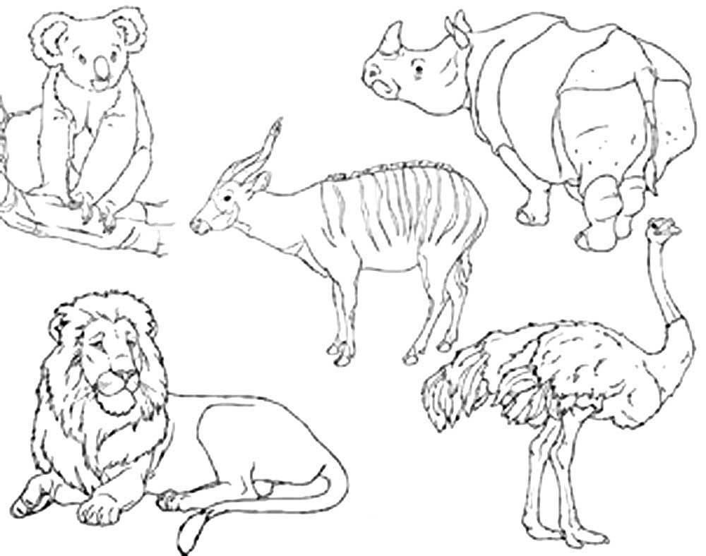 Раскраски животных и зверей