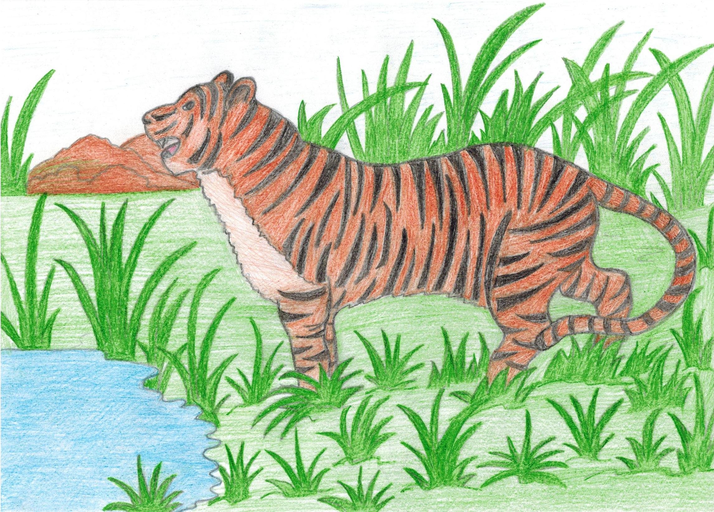 Амурский тигр карандашом для детей