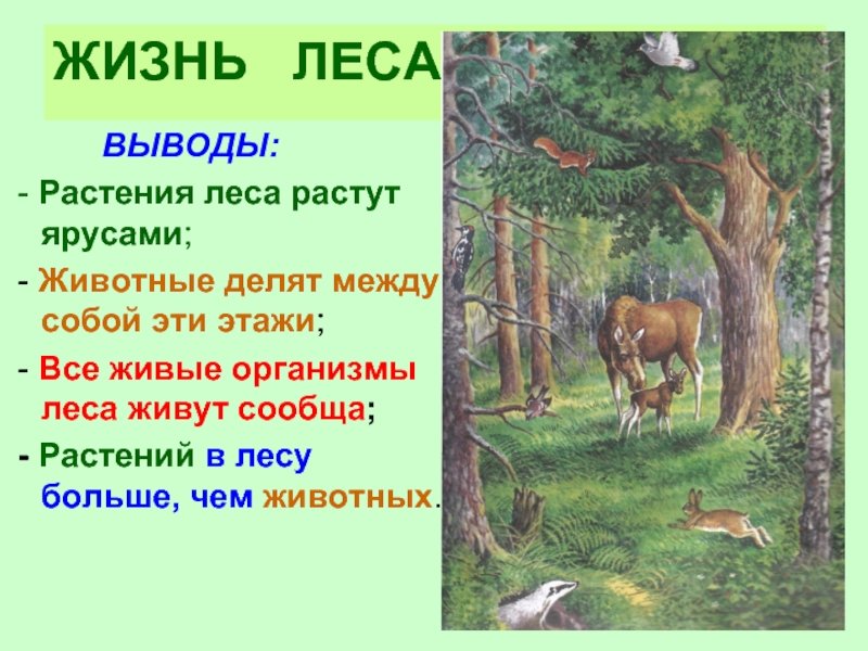 Рассказ жизнь леса. Жизнь леса 4 класс окружающий мир. Жизнь леса 4 класс окружающий мир презентация. Сообщение о жизни леса.