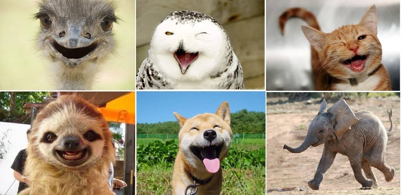Эмоции животных радость