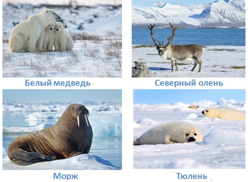 Арктическая зона животный мир. Зона арктических пустынь животные. Животные арктической зоны России. Арктическая пустыня животные. Природные зоны россии арктические пустыни животные