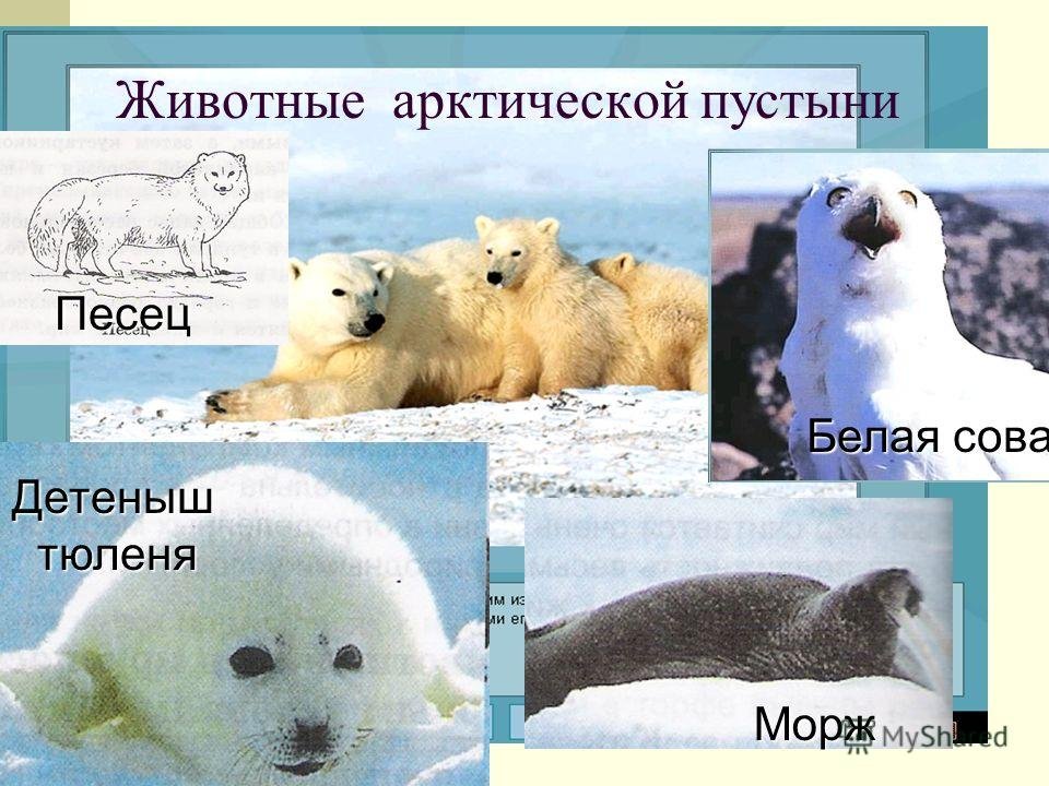 3 полярный мир. Животные арктических пустынь. Животные арктическикпустынь. Арктические пустыни животные. Животные аттической пустыни.
