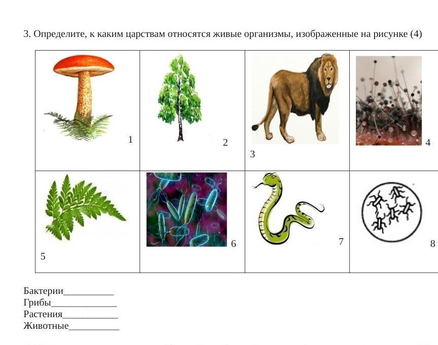 Распределите изображения по представленным группам. Биология бактерии грибы растения животные. Бактерии грибы животные. К каким царствам относятся организмы. Определить к какому царству принадлежит.