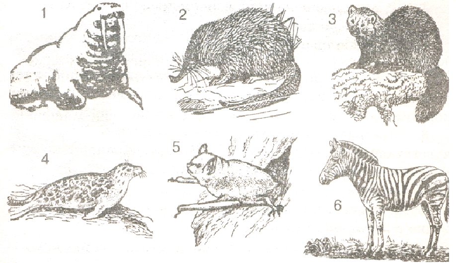 Какое животное изображено на рисунке как оно. Млекопитающие животные отряды. Изображение млекопитающих. Позвоночные млекопитающие. Задания по отрядам млекопитающих.