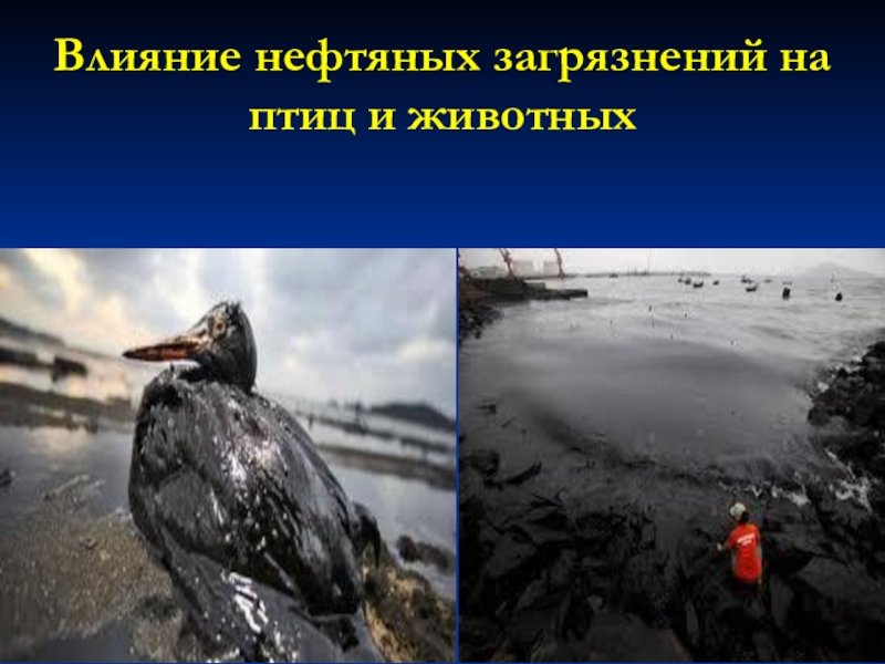 Влияние человека на тундру. Влияние нефти на птиц. Влияние нефти на экологию. Влияние нефти на животных. Влияние нефтяных загрязнений на птиц и животных.
