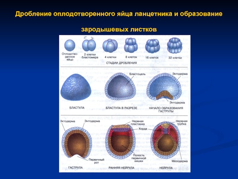 Начальный этап развития оплодотворенного яйца носит название. Морула бластула. Морула бластула гаструла. Образование бластулы на стадии дробления. Схема дробления яйца ланцетника.