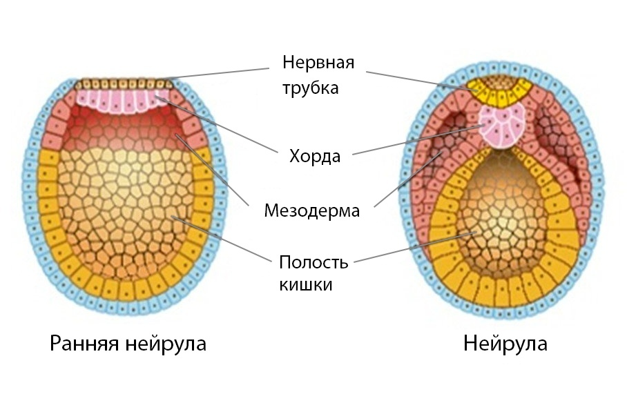 Эктодерма у позвоночных животных. Осевой комплекс зачатков зародышевые листки. Нейрула зародышевые листки. Процессы эмбрионального развития нейрулы. Строение зародышевых листков эмбриона.