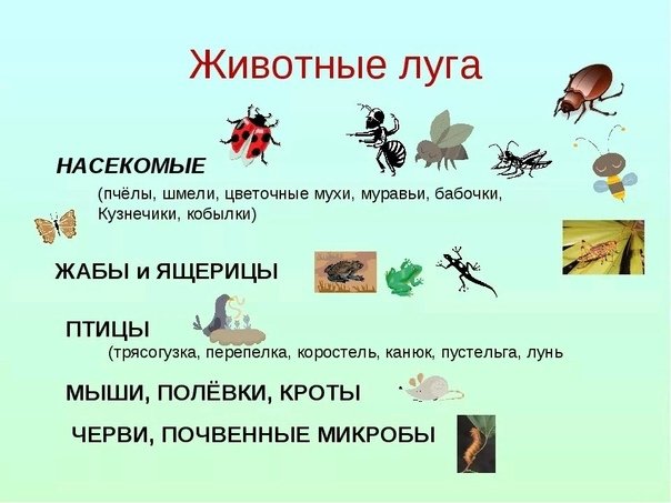 Тест луга 4 класс. Животный мир Луга. Группа животных насекомые. Животные и насекомые Луга. Растения и животные Луга.