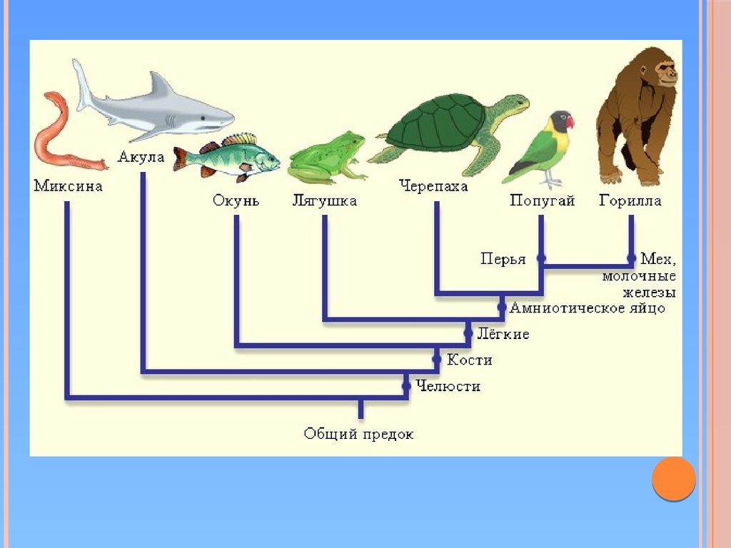 Последовательность появления организмов в эволюции