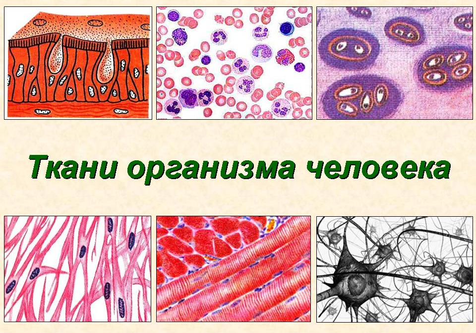 Какие ткани в организме человека. Ткани человека 8 класс биология. Соединительные ткани человека 8 класс биология. Тип клеток соединительной ткани биология 8 класс. 4 Вида ткани анатомия.