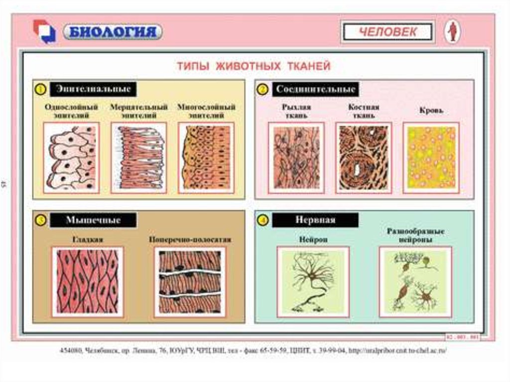 Названия тканей человека. Виды тканей животных таблица. Строение ткани животных 5 класс. Типы тканей многоклеточных животных таблица. Схема ткани животных 5 класс.