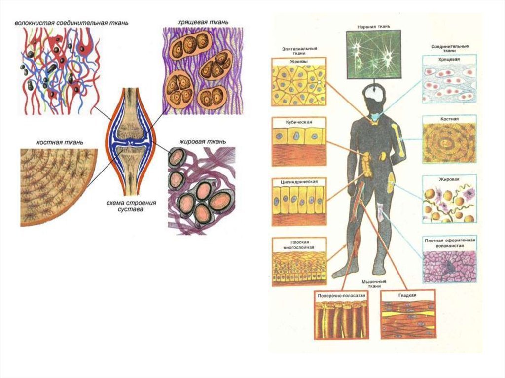 Названия тканей человека. Типы тканей биология 8. Биология ткани таблица ткани человека. Ткани организма человека 8 класс биология. Ткани человека рису ЕГЭ биология.