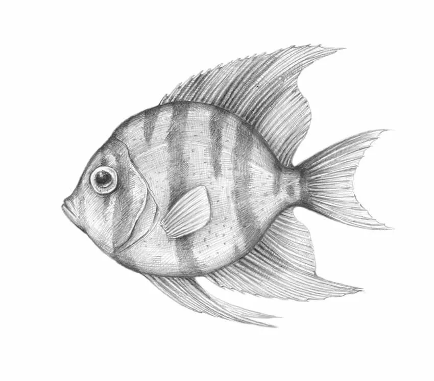 Рисунок рыбы для срисовки. Рыба карандашом. Рыбка карандашом. Рыбы карандашом для срисовки. Наброски рыб.