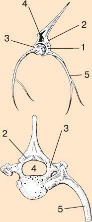 Позвонки позвоночных животных биология 7 класс